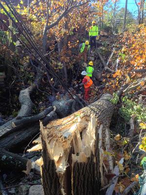 Tree Trimmers after Hurricane Sandy Hurricane Sandy damage