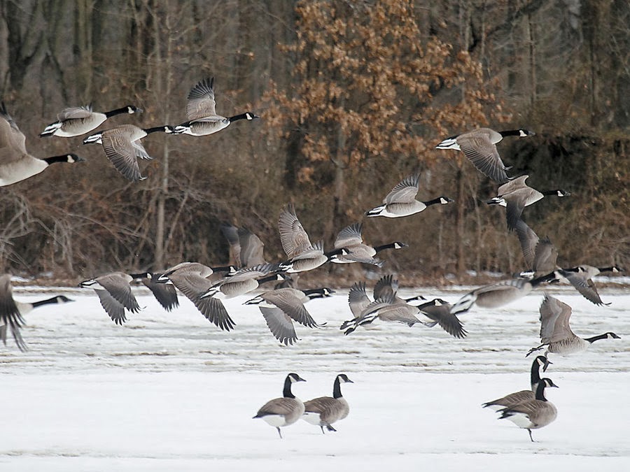 Canada geese taking a bite out of Jersey/Pennsy farms