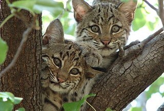 Are There Bobcats in Bergen County? 