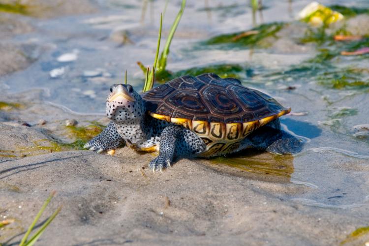 Turtle returns to Wetlands Institute in New Jersey 19 years after it ...