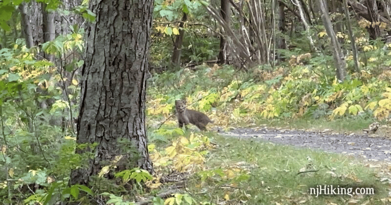 A rare NJ bobcat sighting, and not just one