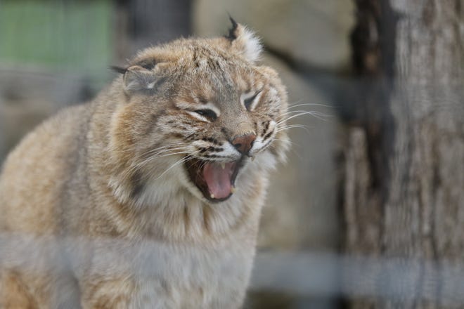 A bobcat at Space Farms Zoo and Museum in Wantage, NJ on May 12, 2022.